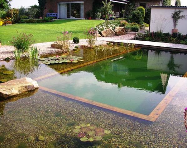 backyard natural swimming pool